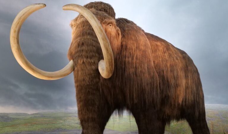 Nie tylko mamuty! Człowiek prehistoryczny polował także na małe zwierzęta